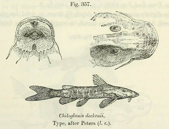 Chiloglanis deckenii