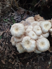 Armillaria limonea