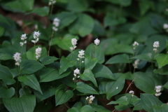Maianthemum bifolium