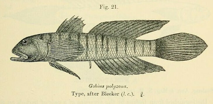 Chinestripe Goby