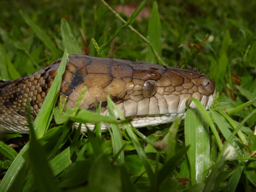 Australian Scrub Python sighting