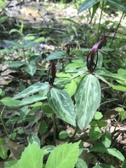 Trillium lancifolium