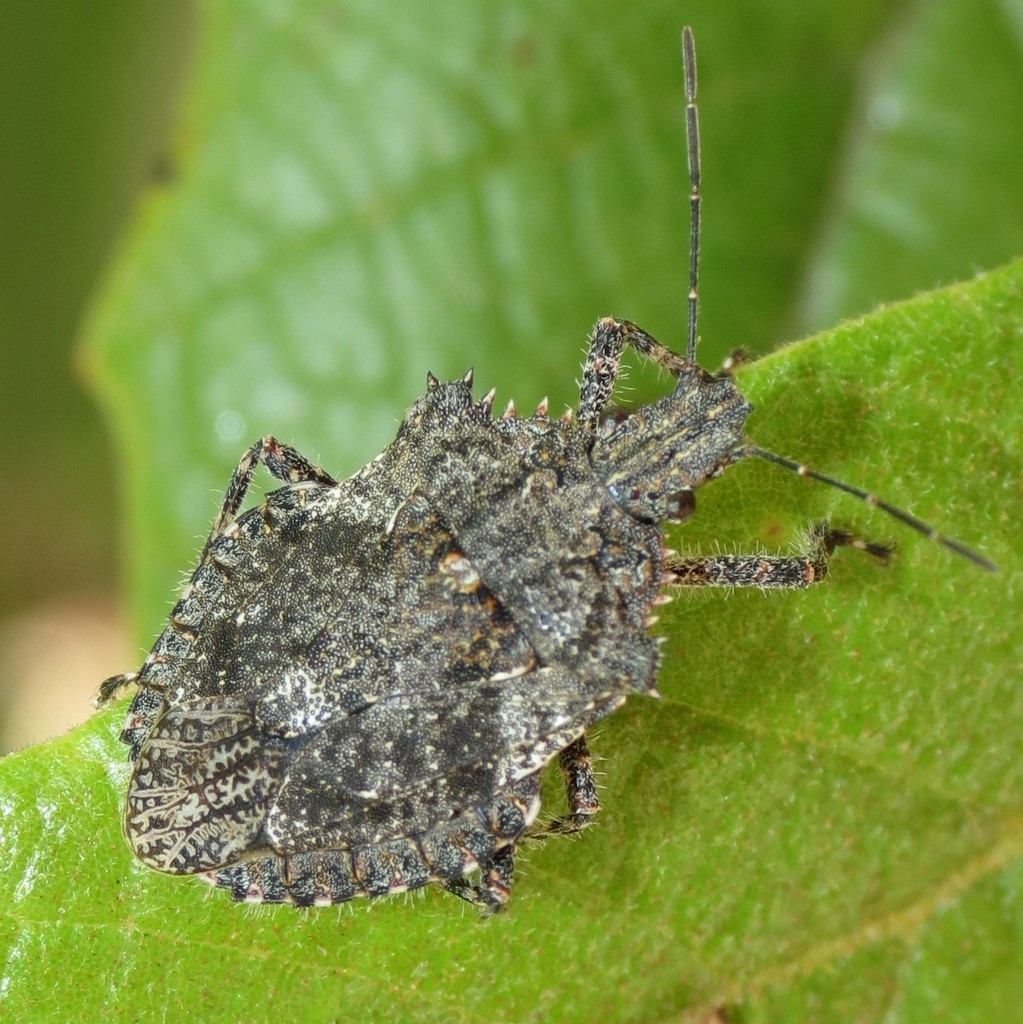 Brochymena barberi