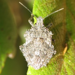 Brochymena barberi