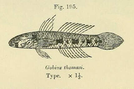 Yongeichthys thomasi