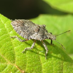 Brochymena barberi