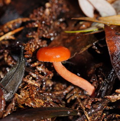 Lactarius eucalypti