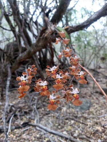 Image of Trichocentrum luridum by (c) Sinead Gómez, some rights reserved (CC BY)