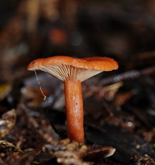 Lactarius eucalypti