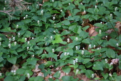 Maianthemum bifolium