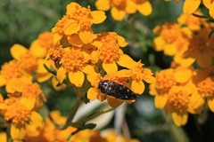 Acmaeodera retifera