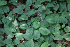 Maianthemum bifolium