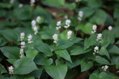 Maianthemum bifolium