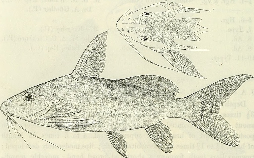 Synodontis robbianus