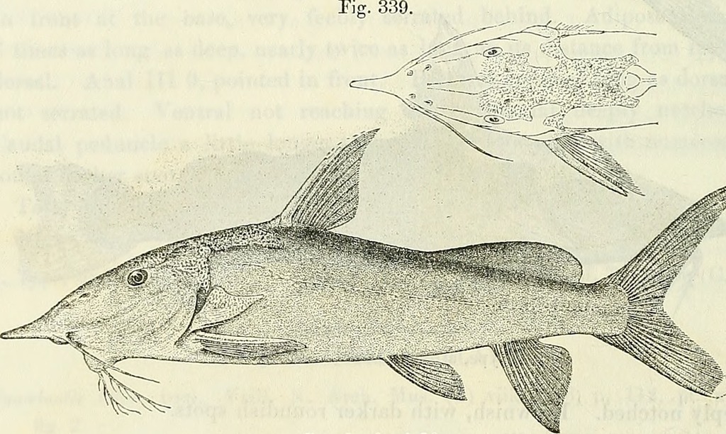 Synodontis xiphias