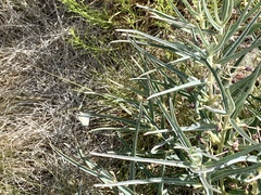 Asclepias brachystephana