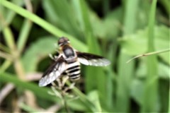 Exoprosopa brevirostris