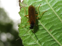 Rhagonycha lignosa