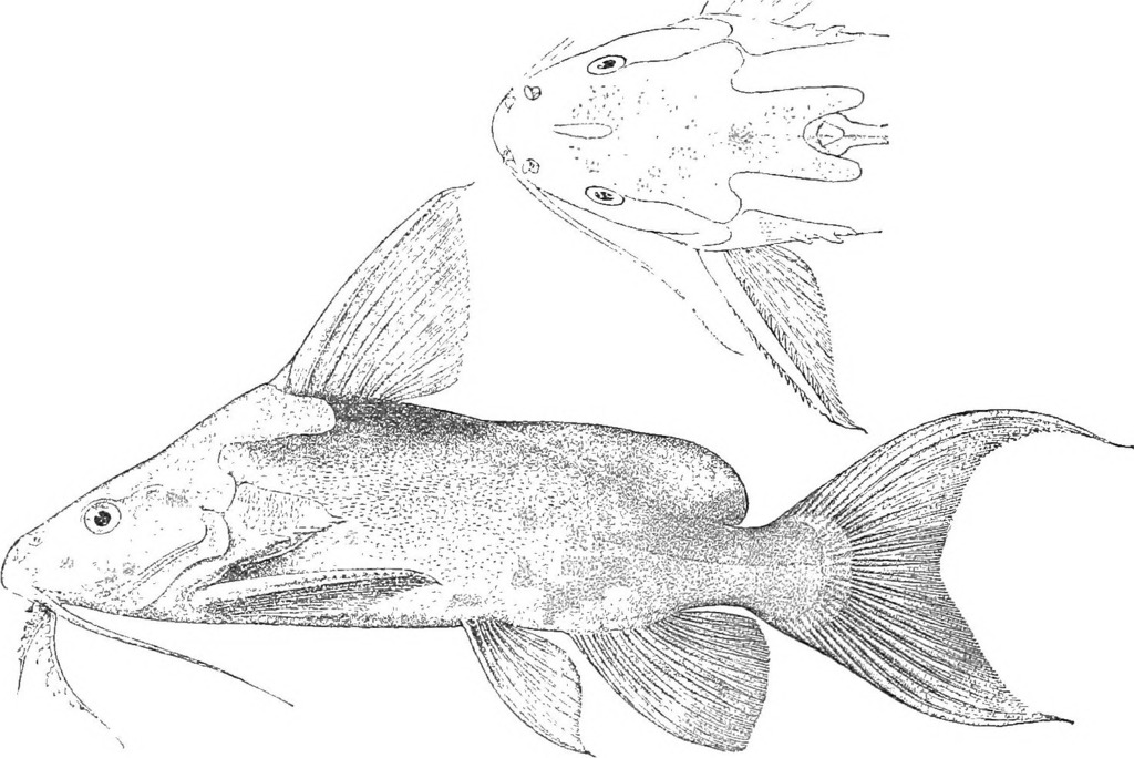 Synodontis omias