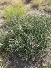 Asclepias brachystephana
