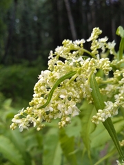 Koenigia alaskana