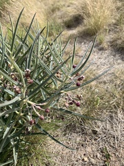 Asclepias brachystephana