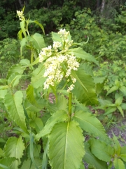 Koenigia alaskana