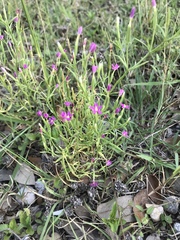 Zeltnera beyrichii