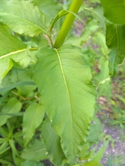 Koenigia alaskana