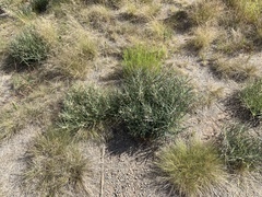 Asclepias brachystephana