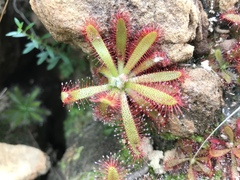 Drosera chimaera