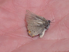 Satyrium californica