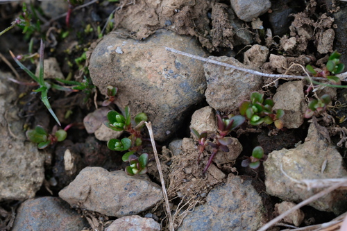 Koenigia islandica, photograph 6