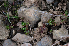 Koenigia islandica, photograph (c) fmunoz, some rights reserved (CC BY)