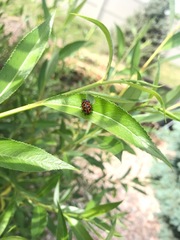 Chrysomela interrupta