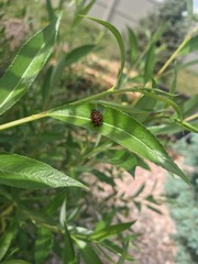 Chrysomela interrupta