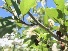 Phenacoccus dearnessi