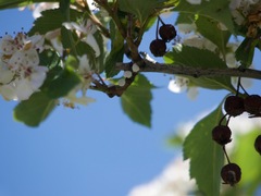 Phenacoccus dearnessi