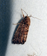 Callopistria granitosa