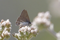 Satyrium sylvinus