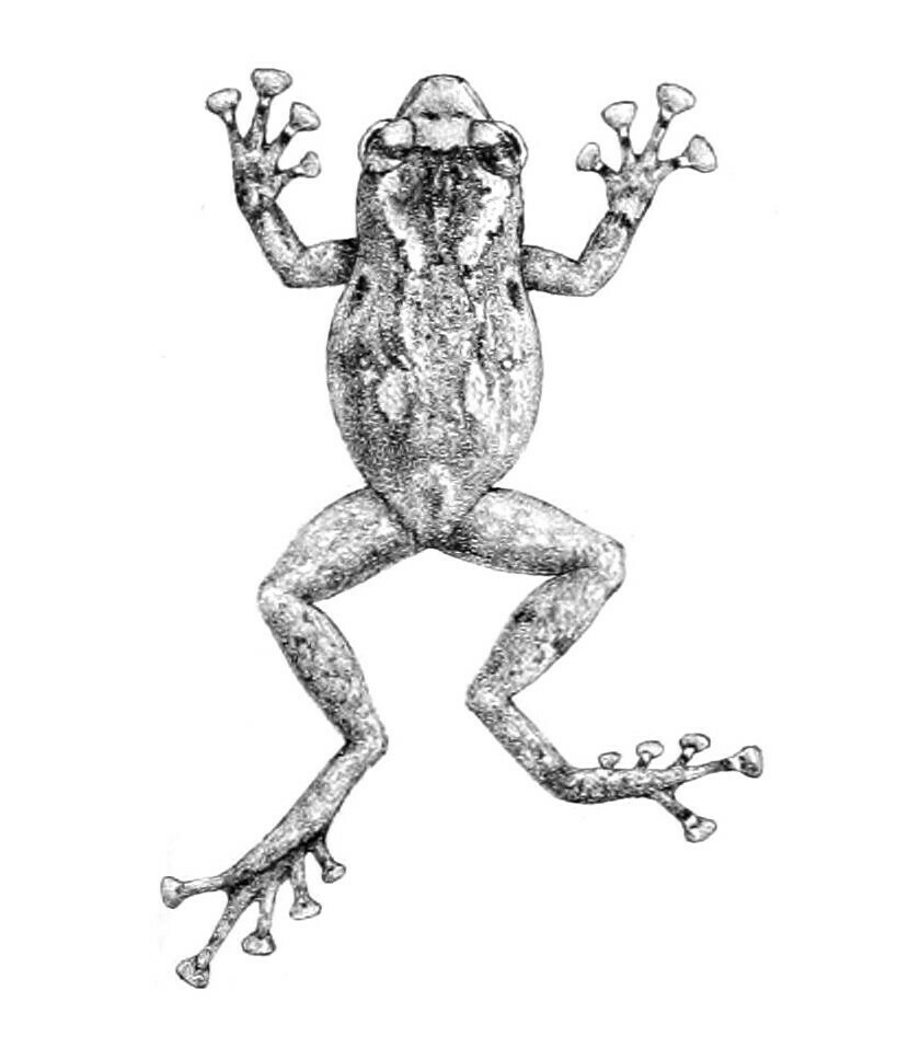 Oreophryne loriae