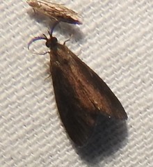 Cryptothelea nigrita