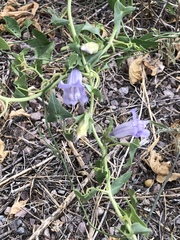 Epixiphium wislizeni
