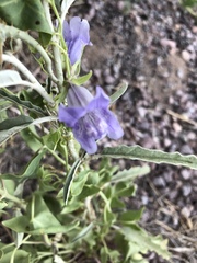 Epixiphium wislizeni