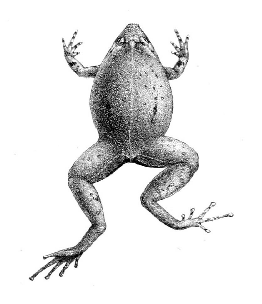 Mehely's Fanged Frog