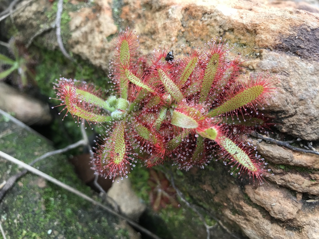 Drosera chimaera, Cristália, BR-MG, BR