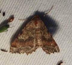 Macaria distribuaria