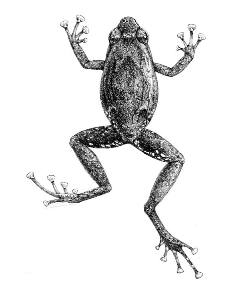 Moroke Rainforest Frog