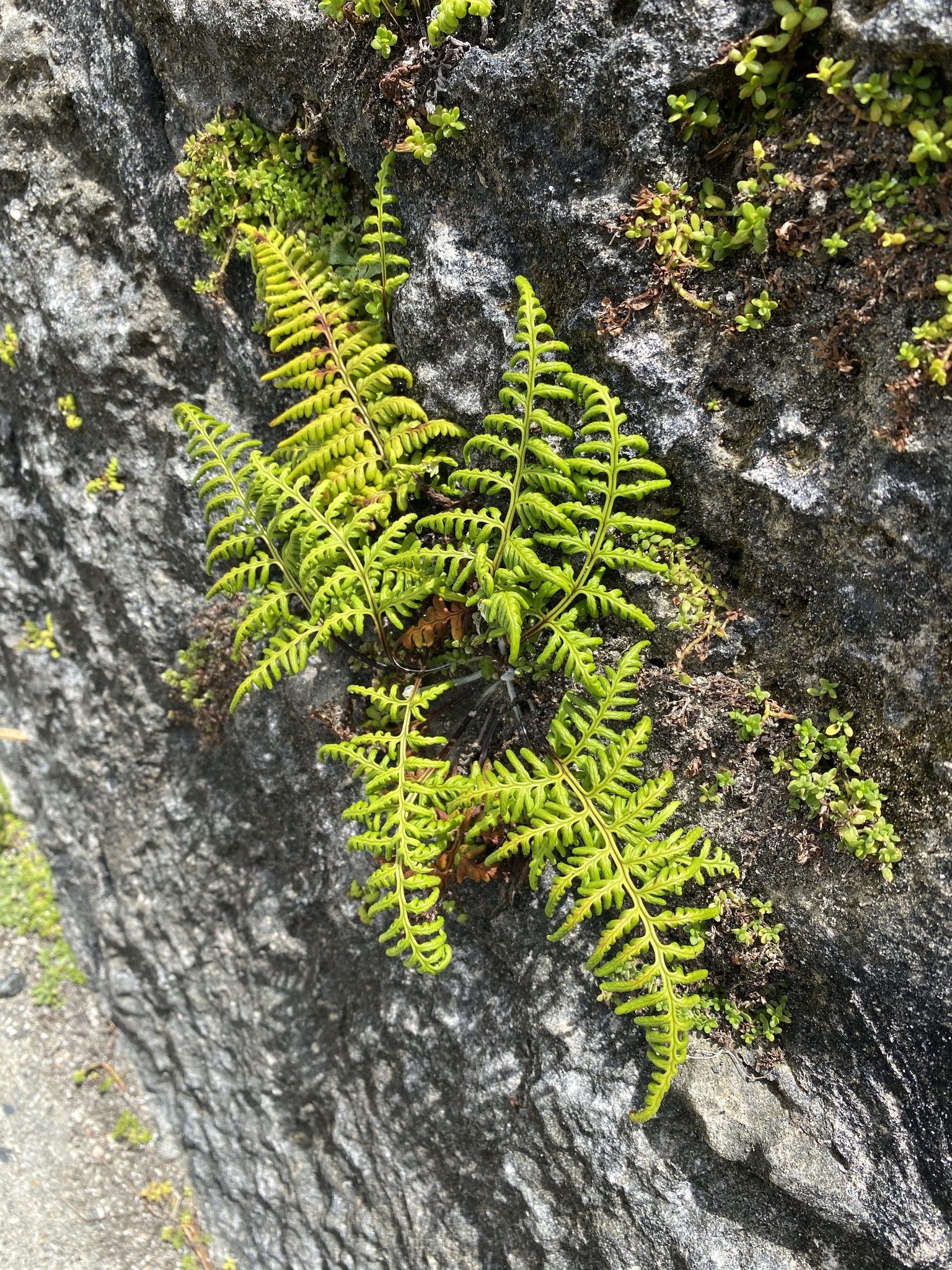 Pityrogramma chrysophylla