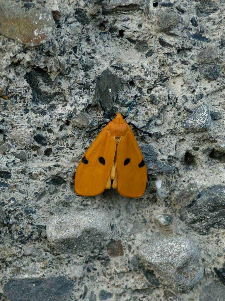 Conilepia nigricosta